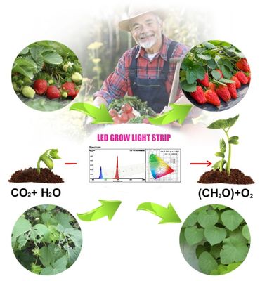 1W SMD 3030 ब्लू एलईडी ग्रो लाइट चिप 440-470nm 300mA 3.0-3.4V